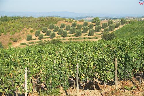 Włochy-Italia. Toscana-Toskania, okolica San Leonino uprawa winorośli i oliwek